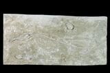 Plate With Two Fossil Crinoids & Bryozoans - Missouri #148984-3
